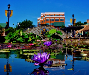 Photograph of flora in Carroll Creek in Frederick, Maryland