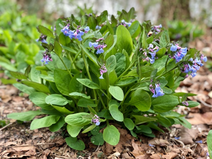 Photograph of Virginia Bluebells