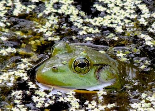 Photo of a frog