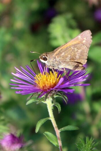 Photo of a butterfly