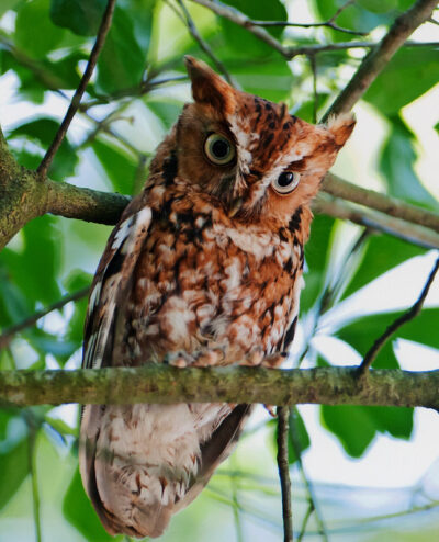 Photo of an owl