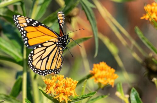 Photograph of a monarch butterfly